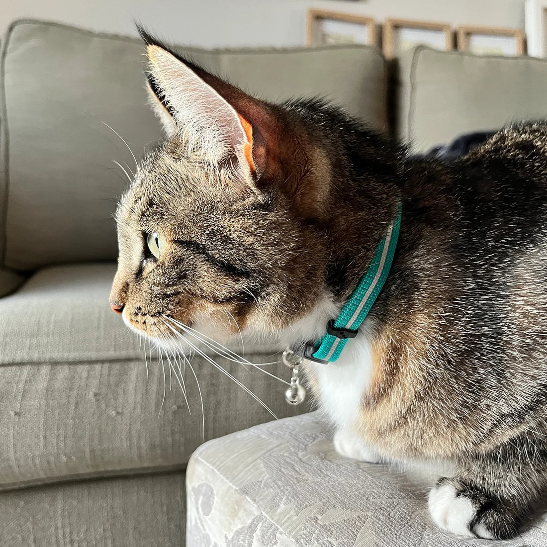 Rogz AlleyCat Safety Collar