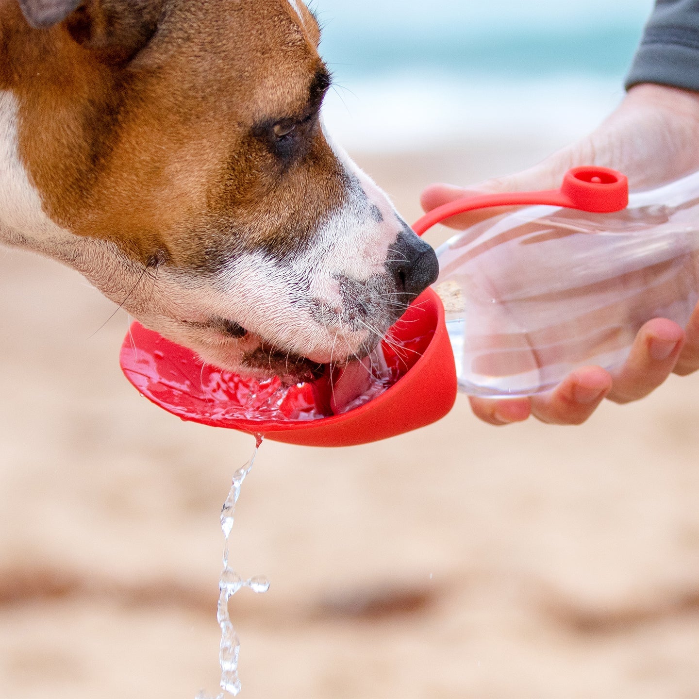 Ezydog Leaf Bottle