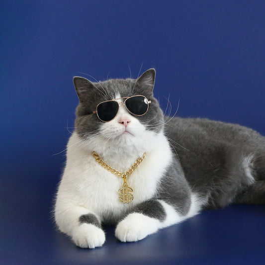 Bling Dollar Sign Pet Necklace