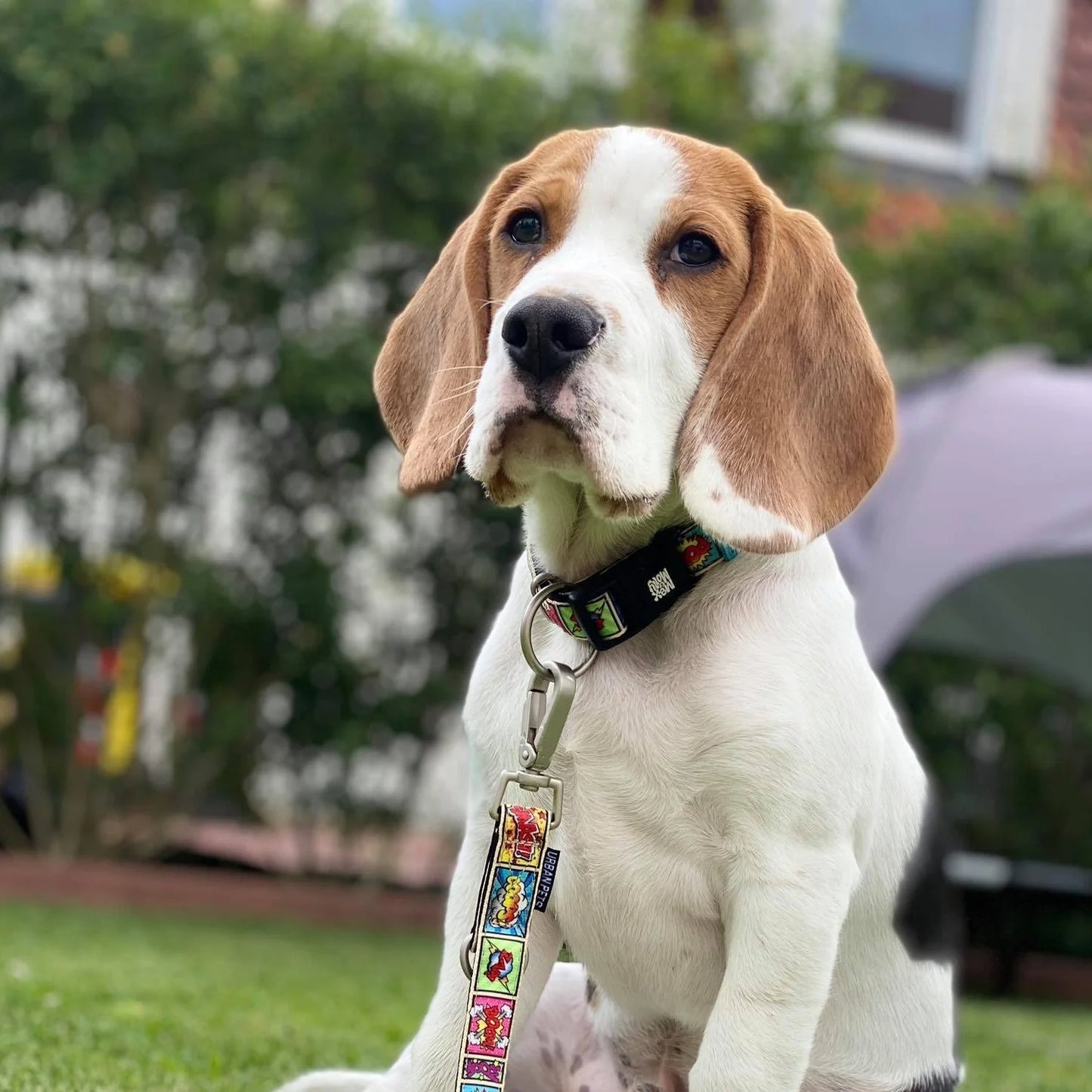 MAX & MOLLY GOTCHA! Smart ID Collar - Comic