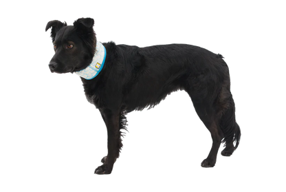 Ruffwear Swamp Cooler™ Cooling Neck Gaiter