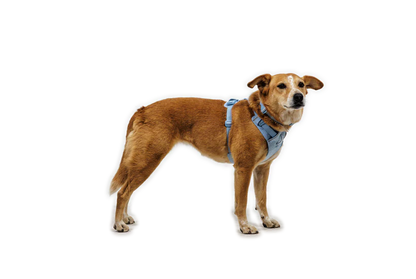 (2026 NEW) RUFFWEAR FRONT RANGE® FLEX HARNESS - Polar Blue