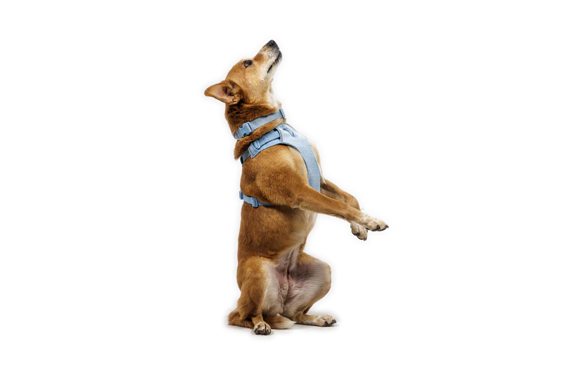 (2026 NEW) RUFFWEAR FRONT RANGE® FLEX HARNESS - Polar Blue