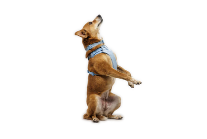 (2026 NEW) RUFFWEAR FRONT RANGE® FLEX HARNESS - Polar Blue