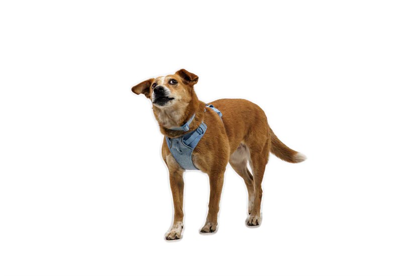 (2026 NEW) RUFFWEAR FRONT RANGE® FLEX HARNESS - Polar Blue