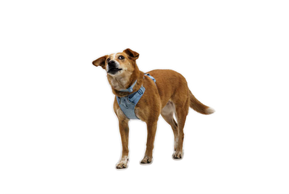 (2026 NEW) RUFFWEAR FRONT RANGE® FLEX HARNESS - Polar Blue