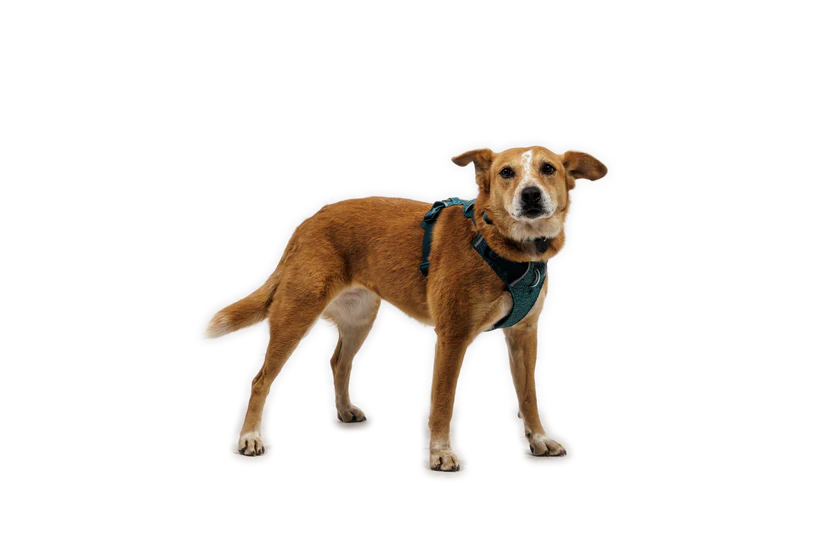 (2026 NEW) RUFFWEAR FRONT RANGE® FLEX HARNESS -Deep Teal