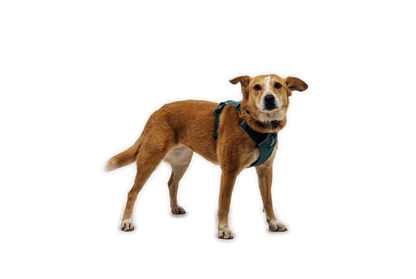 (2026 NEW) RUFFWEAR FRONT RANGE® FLEX HARNESS -Deep Teal