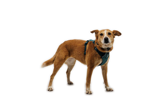 (2026 NEW AVAILABLE FOR PRE-ORDER) RUFFWEAR FRONT RANGE® FLEX HARNESS -Deep Teal