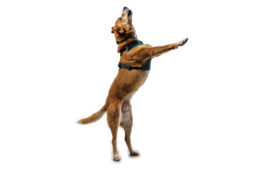 (2026 NEW) RUFFWEAR FRONT RANGE® FLEX HARNESS -Deep Teal