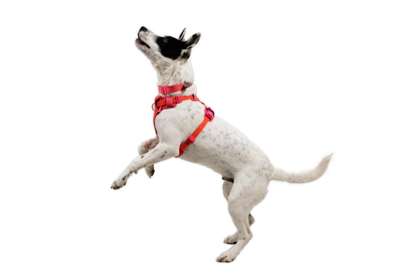 (2026 NEW) RUFFWEAR FRONT RANGE® FLEX HARNESS -Rose Violet