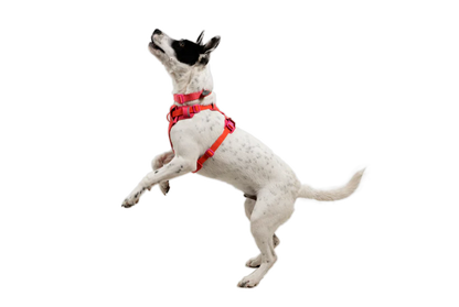 (2026 NEW) RUFFWEAR FRONT RANGE® FLEX HARNESS -Rose Violet