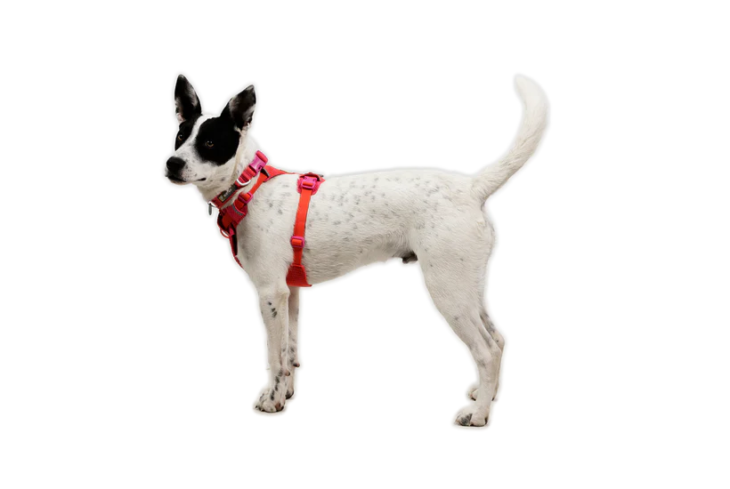 (2026 NEW) RUFFWEAR FRONT RANGE® FLEX HARNESS -Rose Violet