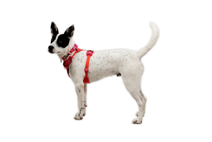 (2026 NEW) RUFFWEAR FRONT RANGE® FLEX HARNESS -Rose Violet