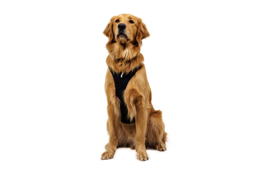 (2026 NEW) RUFFWEAR Ridgeline Harness Obsidian Black