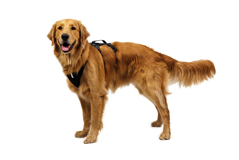 (2026 NEW) RUFFWEAR Ridgeline Harness Obsidian Black