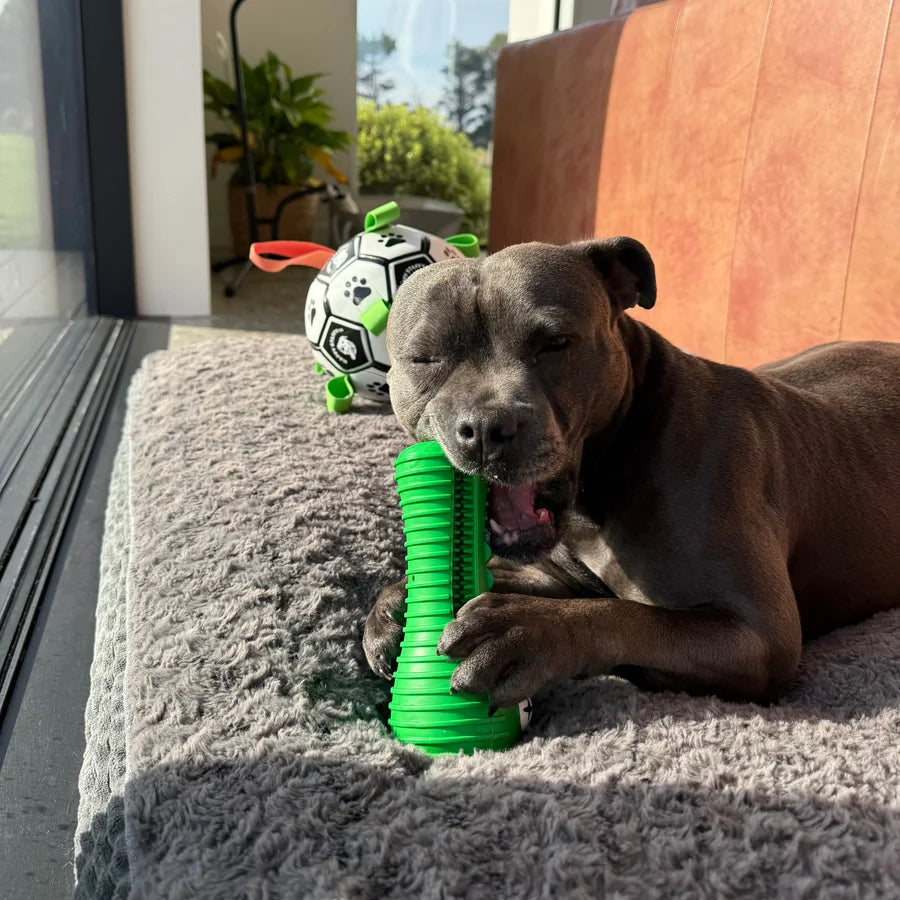 Happy Staffy Co. Crocodile Dental Chew Toy
