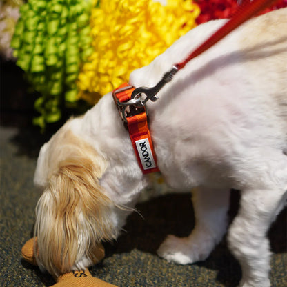 iCANDOR Gentle Collar Dual