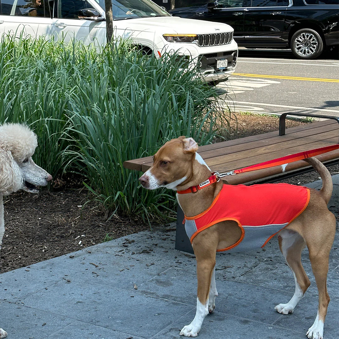 iCANDOR Gentle Collar Dual
