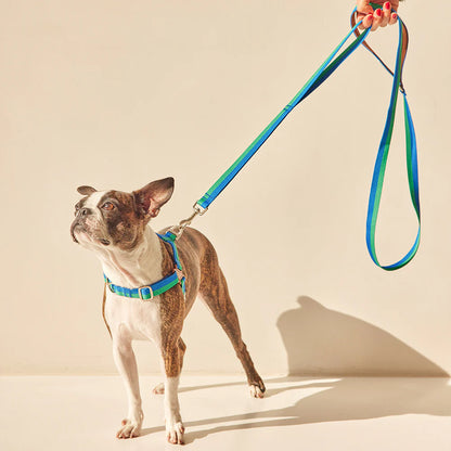 iCANDOR Gentle Leash 1.6m