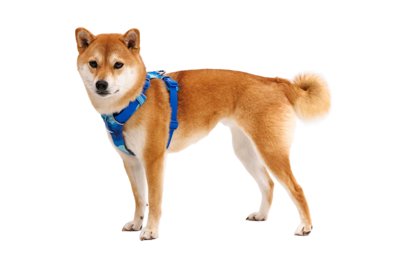 RUFFWEAR Front Range Harness - Blue