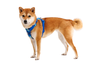 RUFFWEAR Front Range Harness - Blue