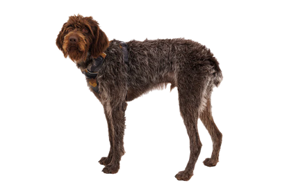 (2026 NEW) RUFFWEAR Front Range Harness - Moonlight Mountains