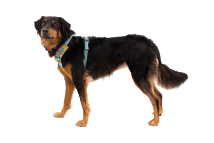 RUFFWEAR Front Range Harness Spring Mountains