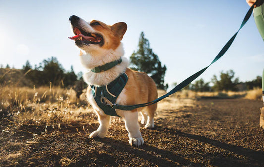 (2026 NEW) RUFFWEAR FRONT RANGE® FLEX HARNESS -Deep Teal