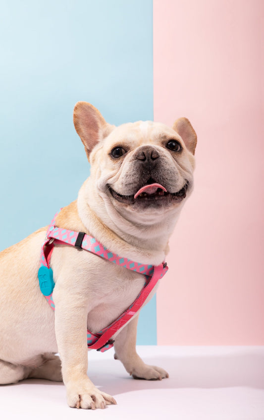 Colorful Series - Y-Shaped Dog Harness - Bobby