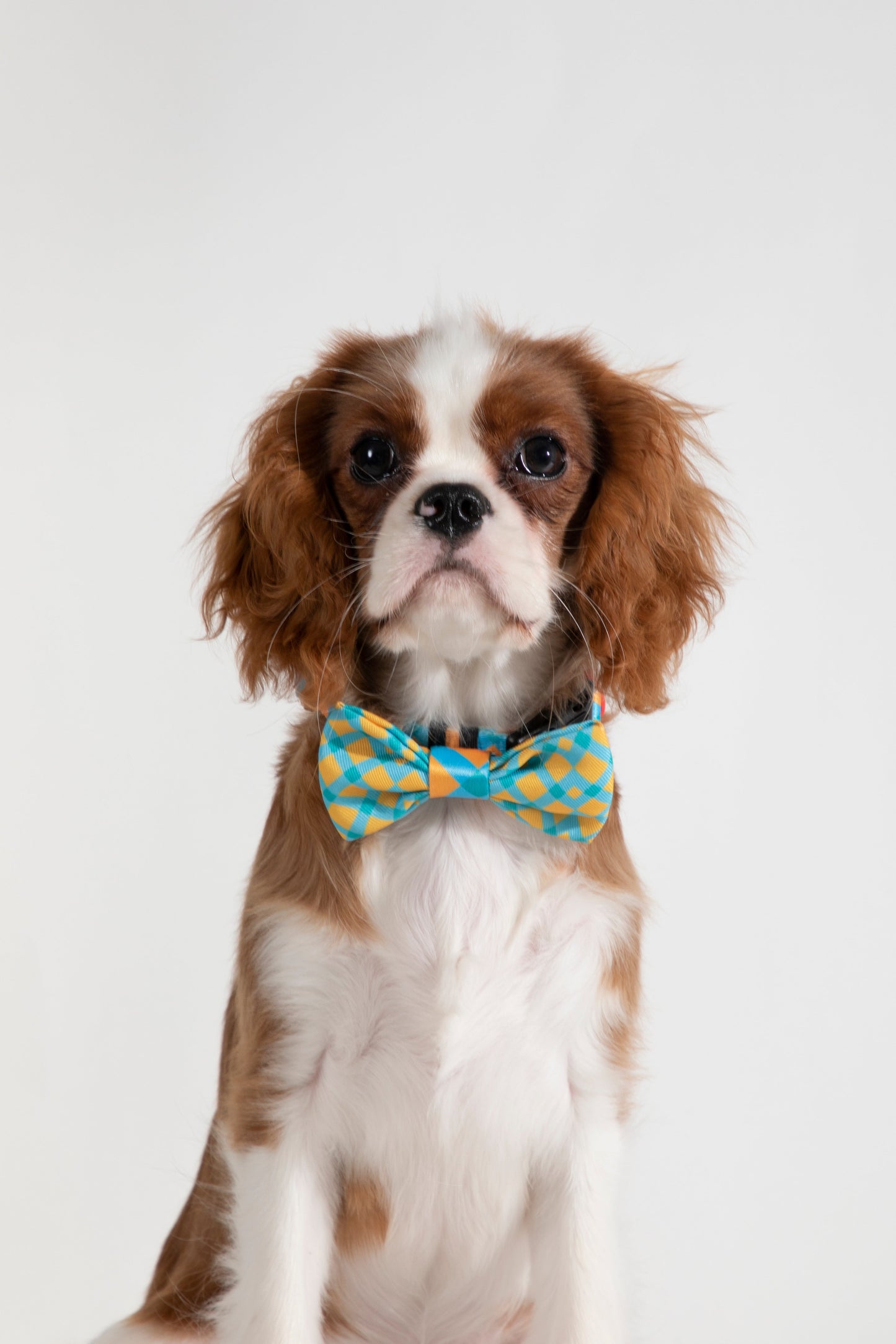 Dog Bow Tie