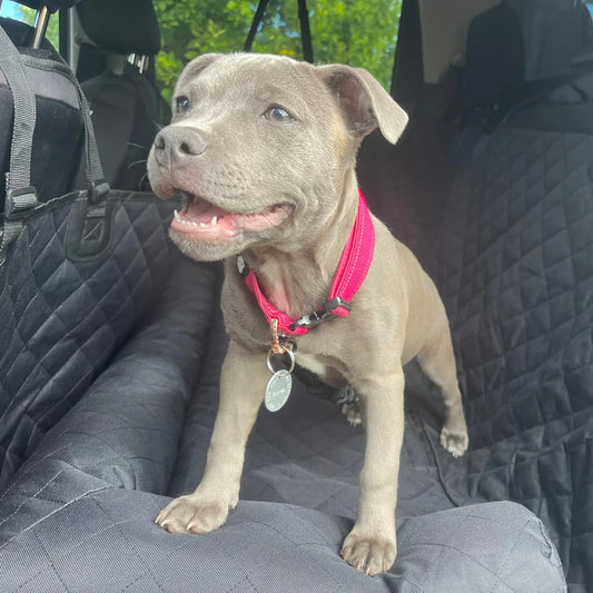 Happy Staffy Co. Car Seat Protector