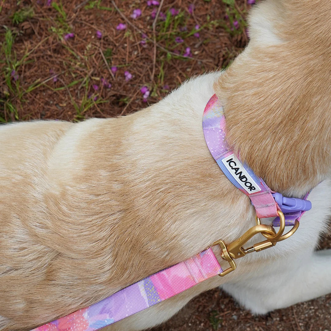 iCANDOR Gentle Leash Bolt 2m/2.5cm