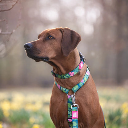 MAX & MOLLY DOG LEASH - TROPICAL
