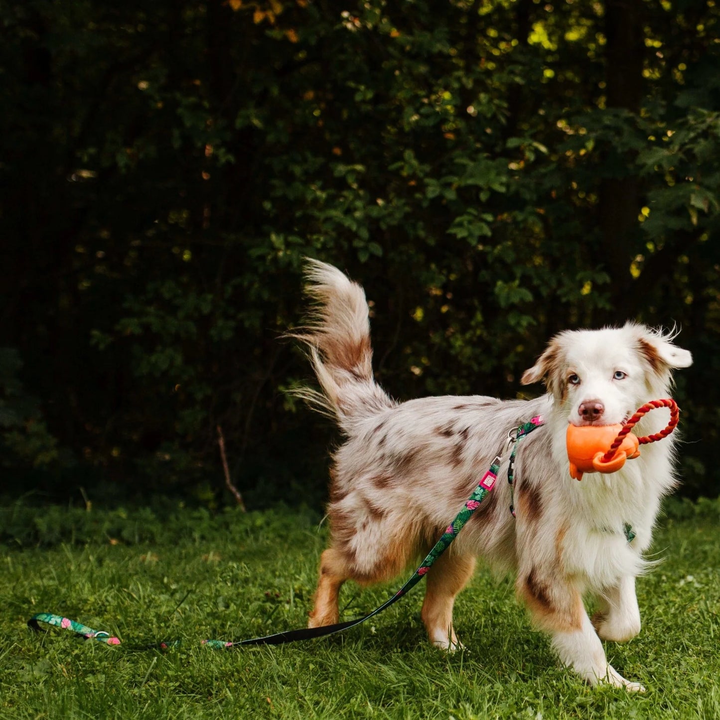 MAX & MOLLY DOG LEASH - TROPICAL