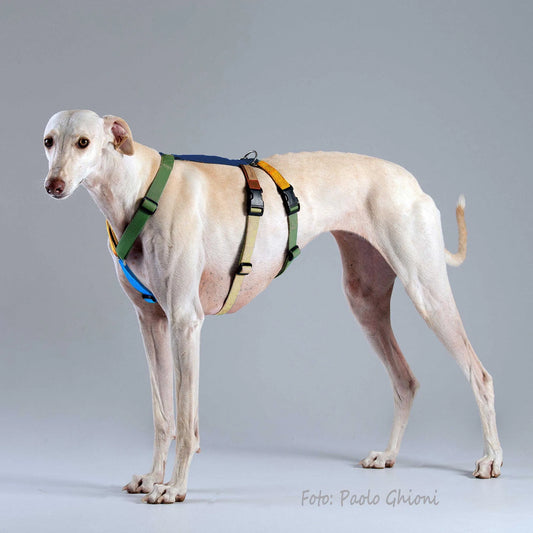 Haqihana Double H Dog Harness