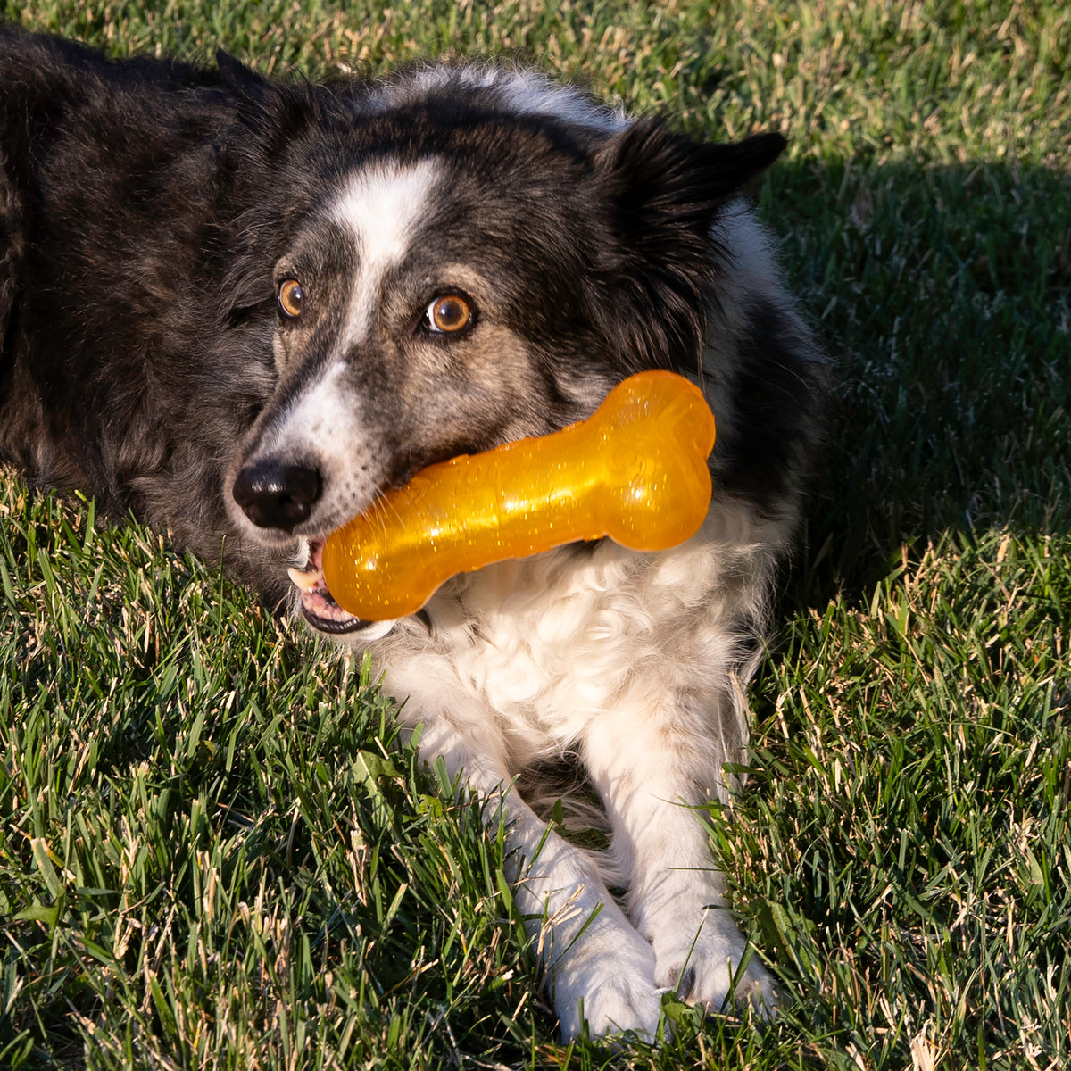 KONG Squeezz Crackle Bone (Assorted)