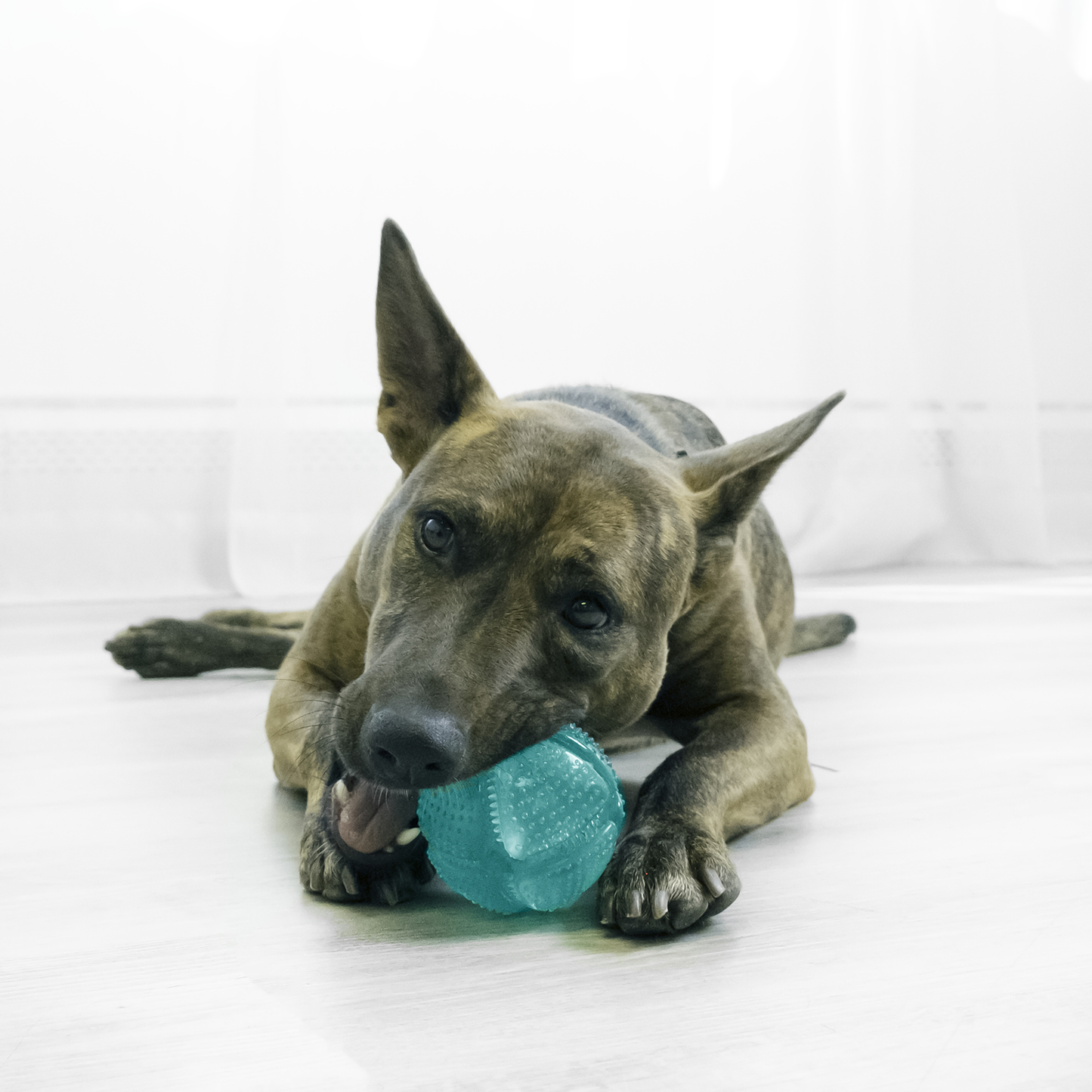 KONG SQUEEZZ DENTAL BALL