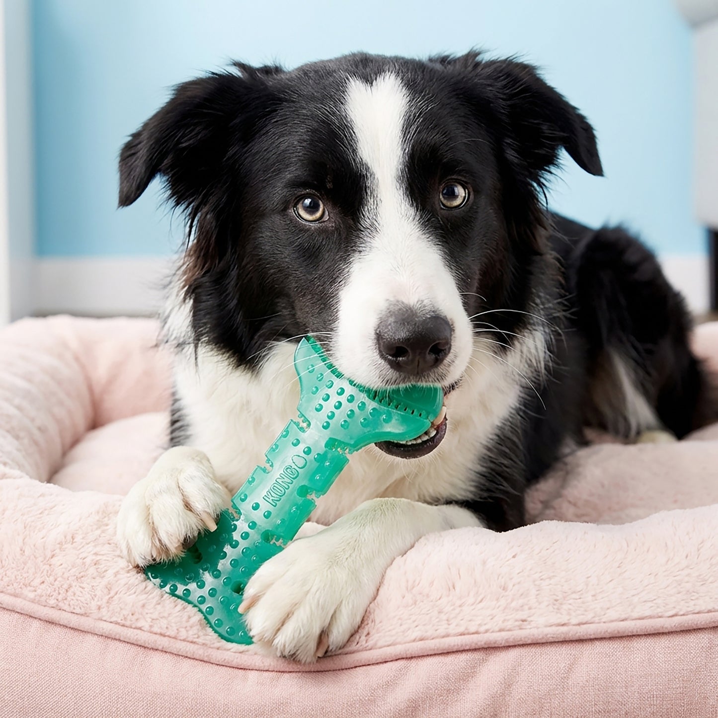 KONG SQUEEZZ DENTAL BONE