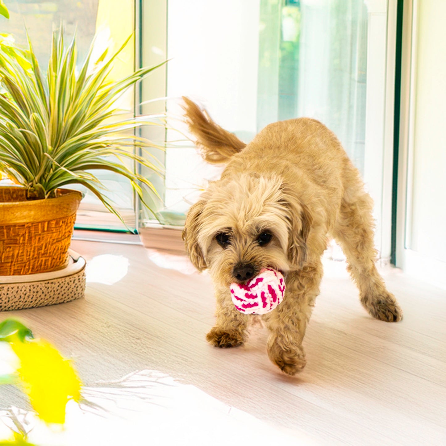 KONG PUPPY Rope Ball Assorted LARGE (Blue/Pink)