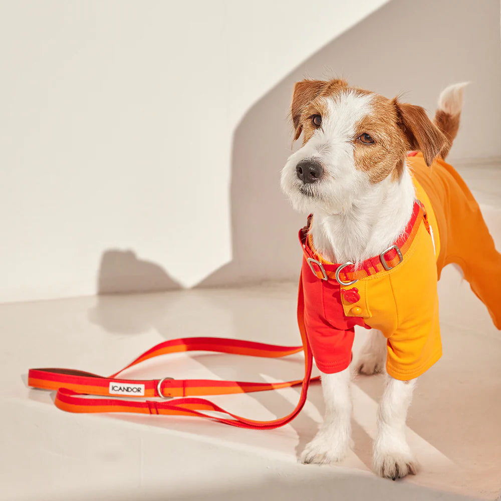 iCANDOR Gentle Leash 1.6m