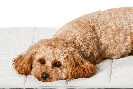 Snooza Cooling Comfort Blanket in Grey