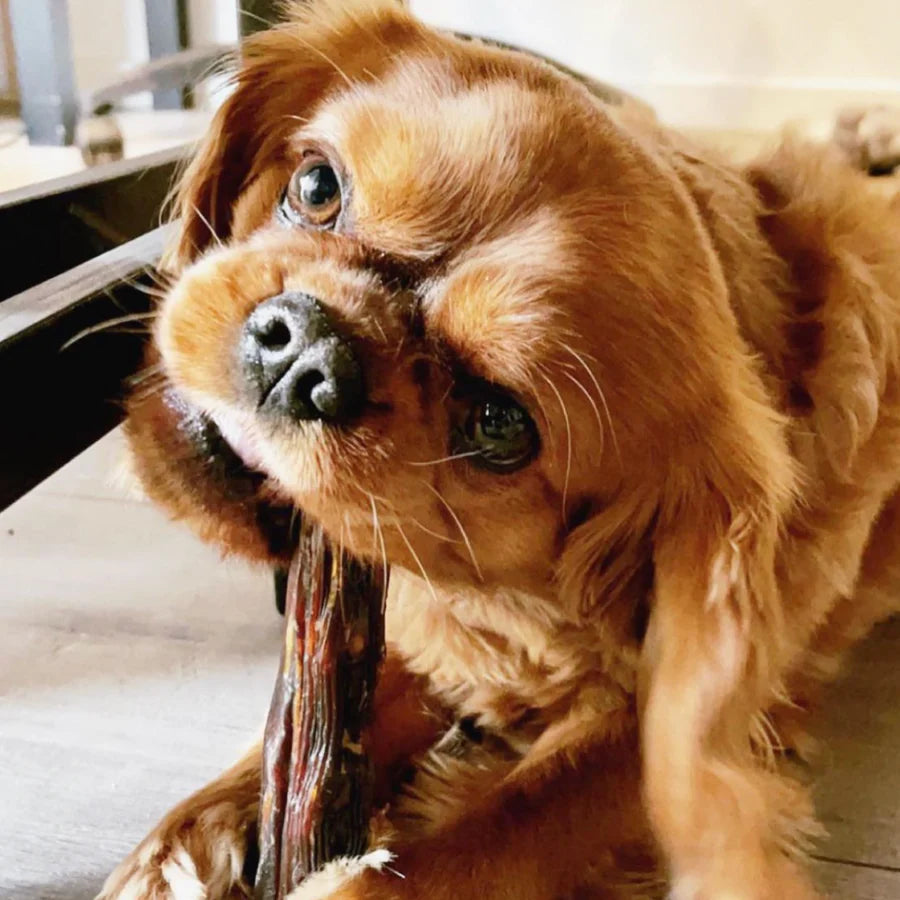 THE PET PROJECT KANGAROO TAIL TIPS 4PK