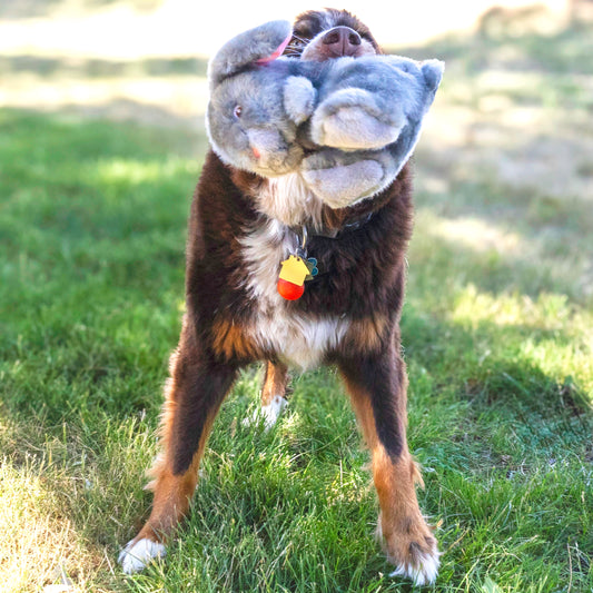 Kong Toughz Bunny Medium Dog Toy