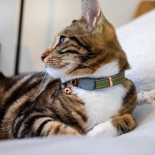 Rogz UrbanCat Safety Release Cat Collar