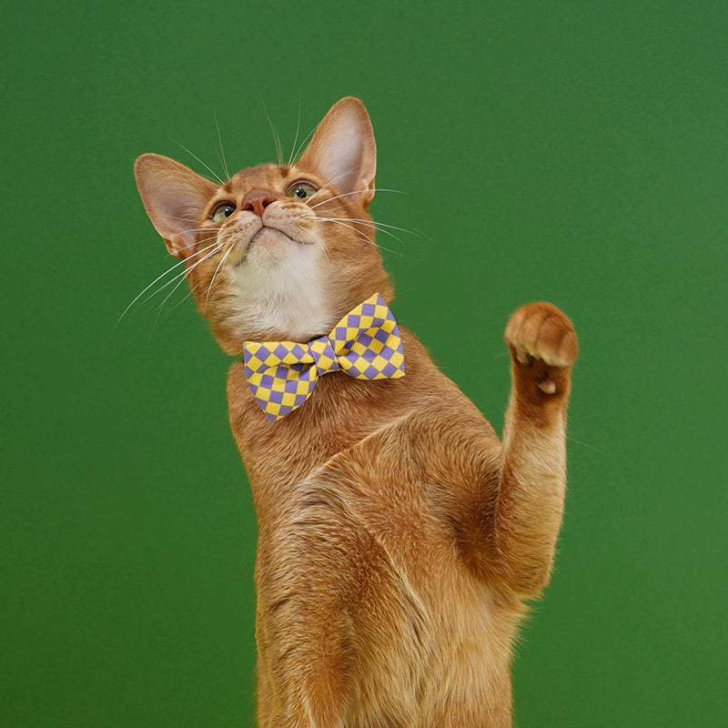 Zeze Checkerboard Cat Collar with Bow Tie