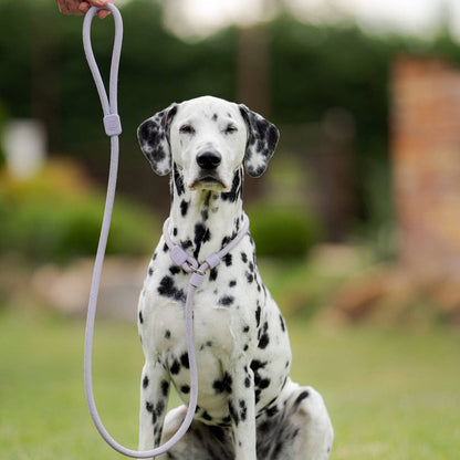 Woolly Wolf Retriever Leash Lavender