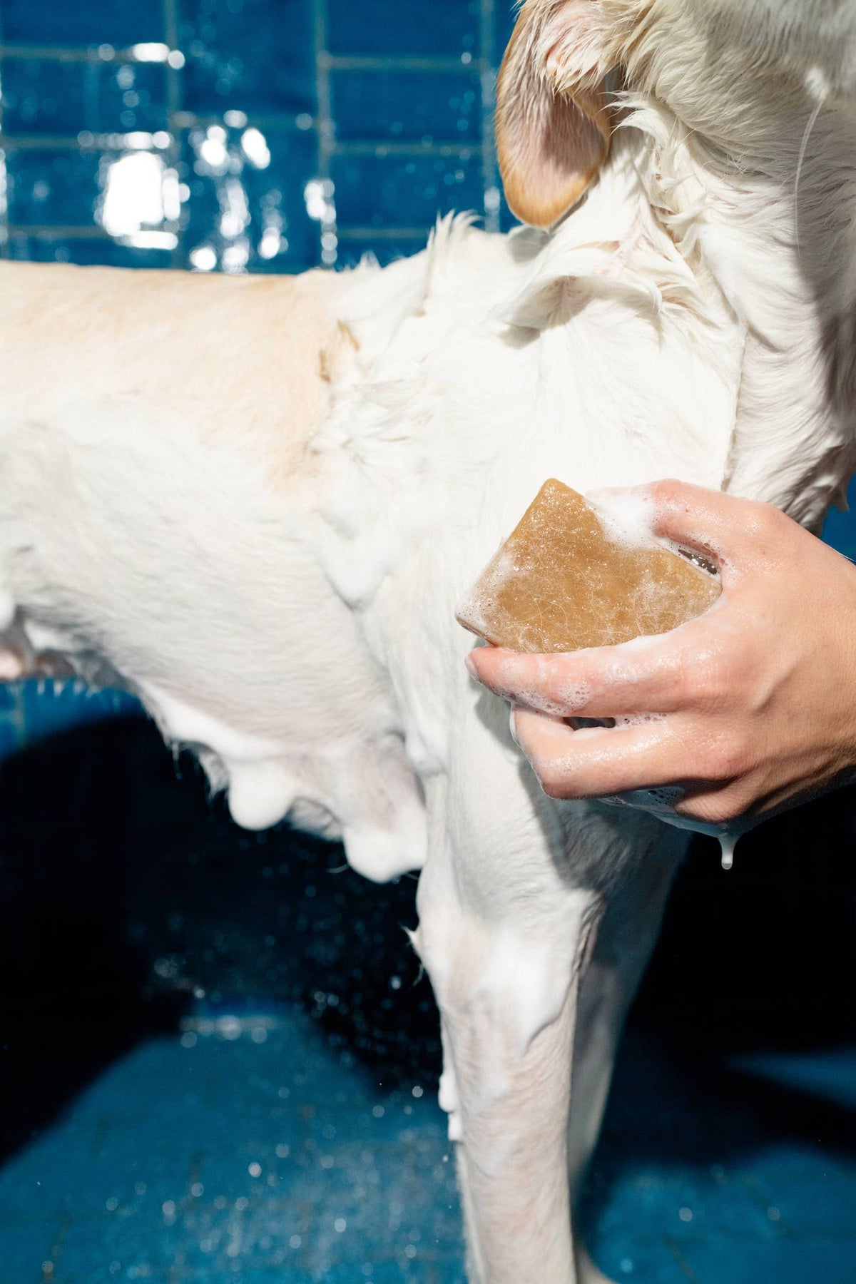 Springland Dog Shampoo Bar - Nourishing, Lavender + Rosemary