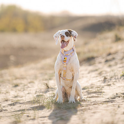 Woolly Wolf Sunshower Dog Harness