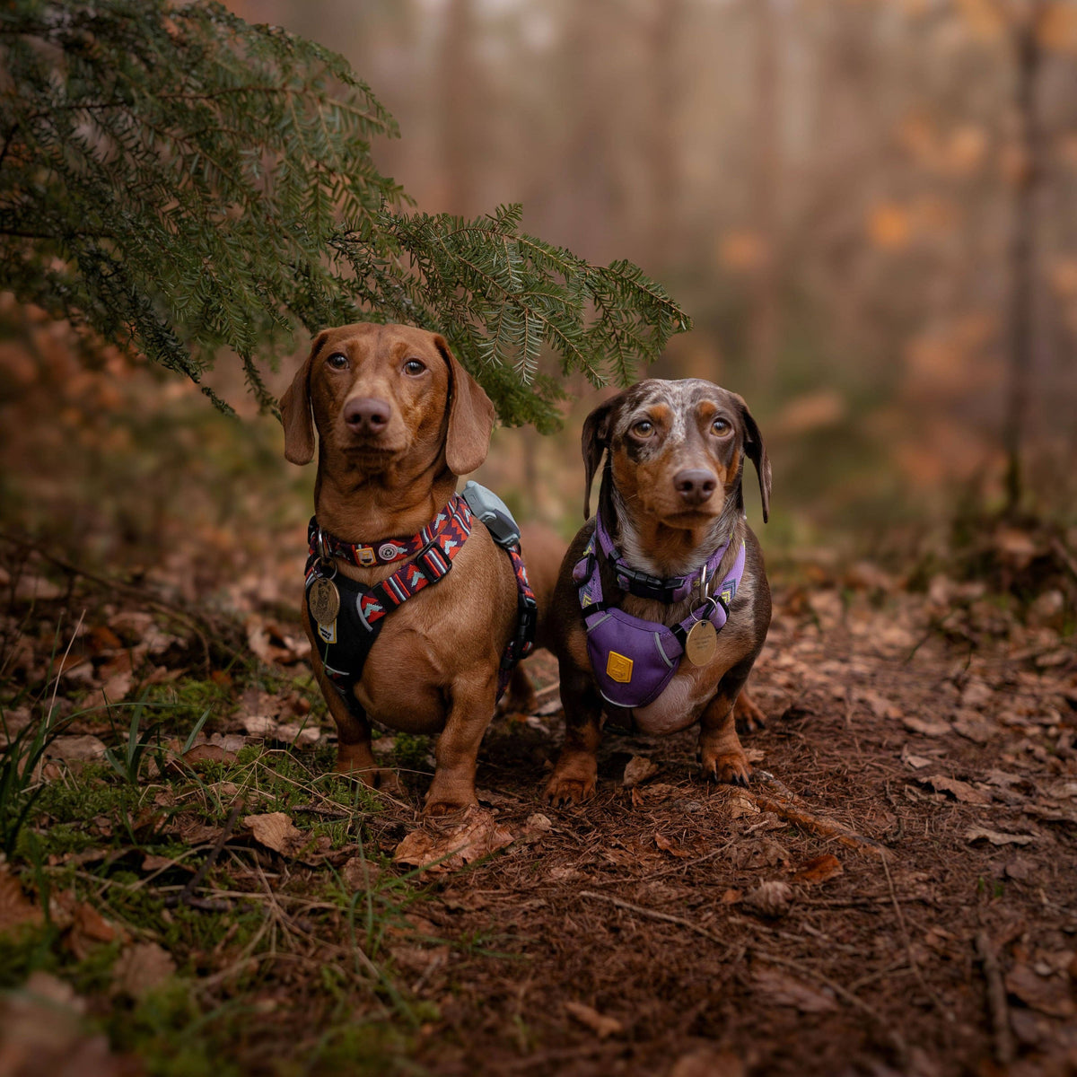 Northern Lights Dog Harness
